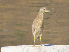 Nycticorax nycticorax