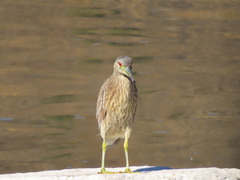 Nycticorax nycticorax
