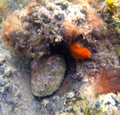 Doriopsilla carneola