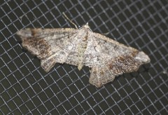 Dissomorphia australiaria