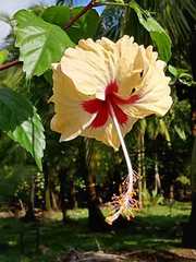 Hibiscus × archeri