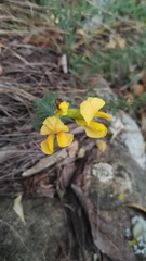 Pearsonia aristata