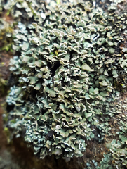 Cladonia petrophila