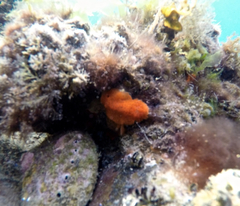 Doriopsilla carneola