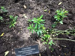 Peperomia inaequalifolia