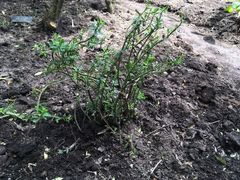 Peperomia inaequalifolia