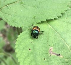 Canthon lituratus