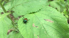 Canthon lituratus