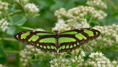 Philaethria wernickei