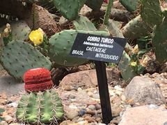 Melocactus bahiensis