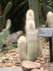 Cleistocactus strausii