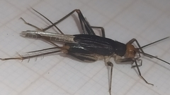 Adelosgryllus
