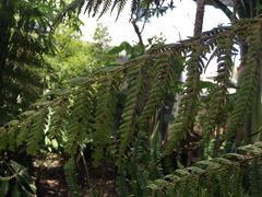 Sphaeropteris quindiuensis