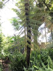 Sphaeropteris quindiuensis