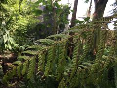 Sphaeropteris quindiuensis