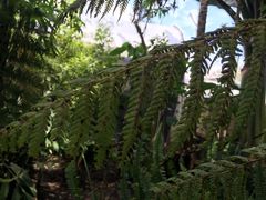 Sphaeropteris quindiuensis