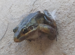 Leptodactylus latrans