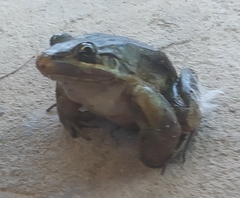 Leptodactylus latrans