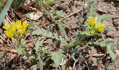 Rorippa sinuata