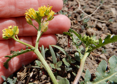 Rorippa sinuata