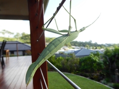 Tropidoderus prasina