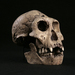 Homo erectus - Photo (c) NCSSM, algunos derechos reservados (CC BY-NC-SA)