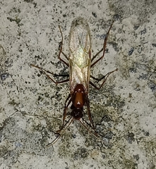 Camponotus