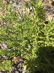 Myoporum parvifolium
