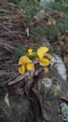 Pearsonia aristata