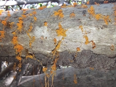 Quaternaria quaternata