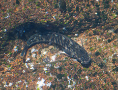 Istiblennius