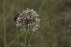 Allium clathratum