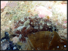 Dolabrifera dolabrifera