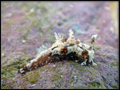 Goniodoris joubini