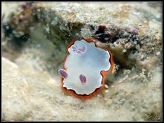 Goniobranchus rubrocornutus