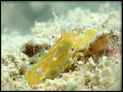 Plocamopherus pecoso