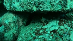 Pareques fuscovittatus