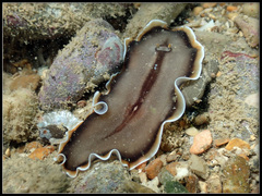 Callioplana marginata
