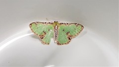 Eucyclodes buprestaria