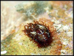 Madrella ferruginosa