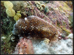 Acanthozoon fuscobulbosum