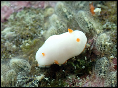 Verconia simplex