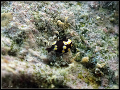 Colpodaspis thompsoni