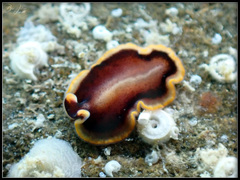 Pseudoceros jebborum