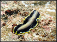 Pseudoceros paralaticlavus