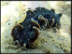 Pseudobiceros hancockanus