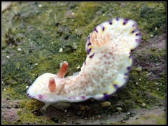 Goniobranchus aureopurpureus