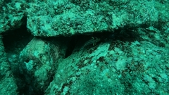 Pareques fuscovittatus