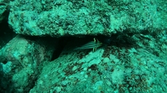 Pareques fuscovittatus