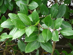 Xylocarpus moluccensis